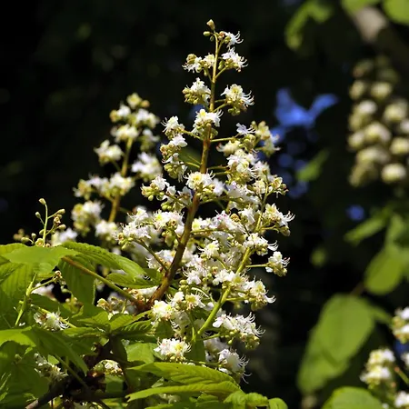 Apartament Kastanienhof Burg (Spreewald)