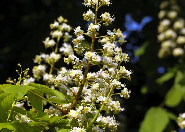 Apartment Kastanienhof Burg (Spreewald)